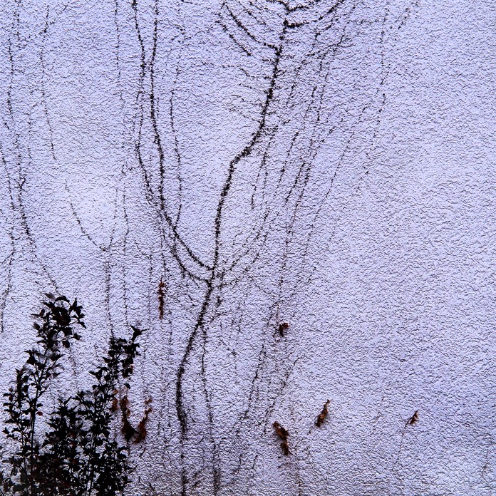 gnarled clans from south