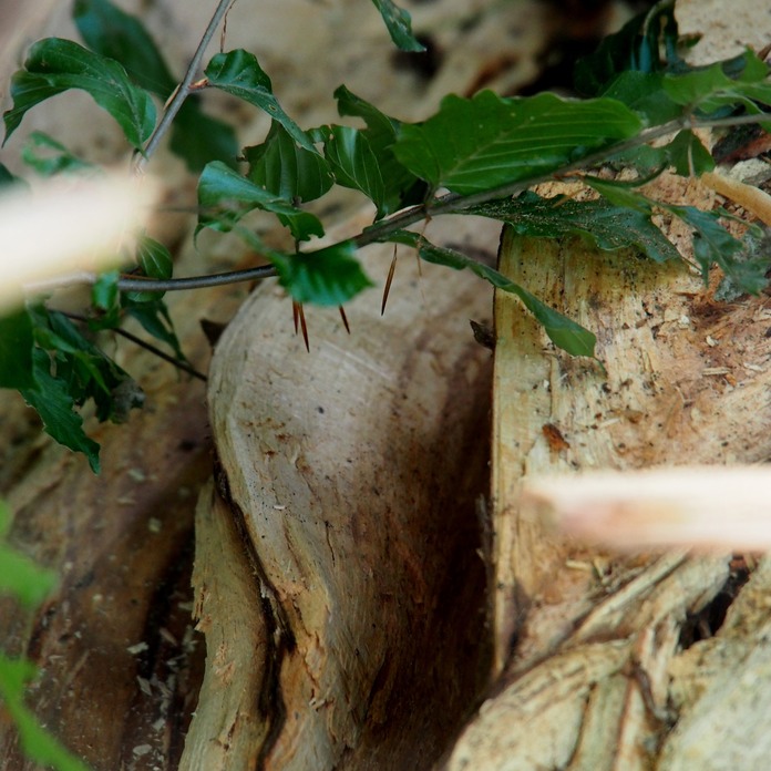 popo_schimpansenkastell